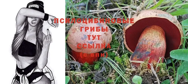 цена   Ипатово  это официальный сайт  Псилоцибиновые грибы Psilocybe 